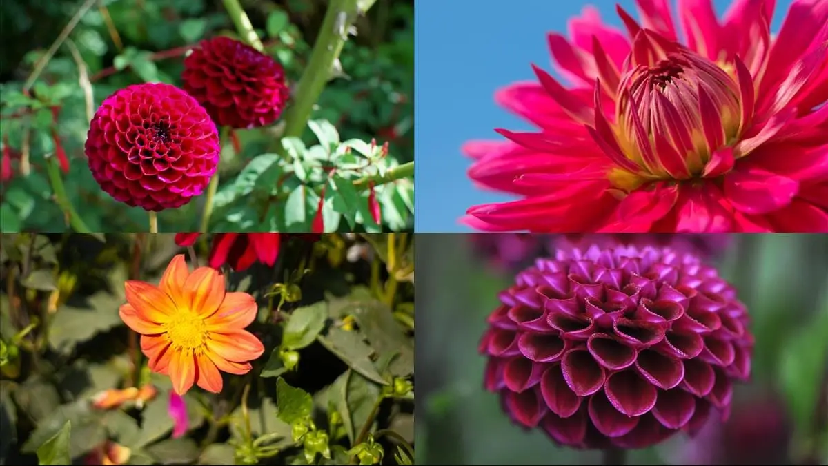 Dahliaknölar – Så enkelt odlar du dina egna blommor hemma! illustration