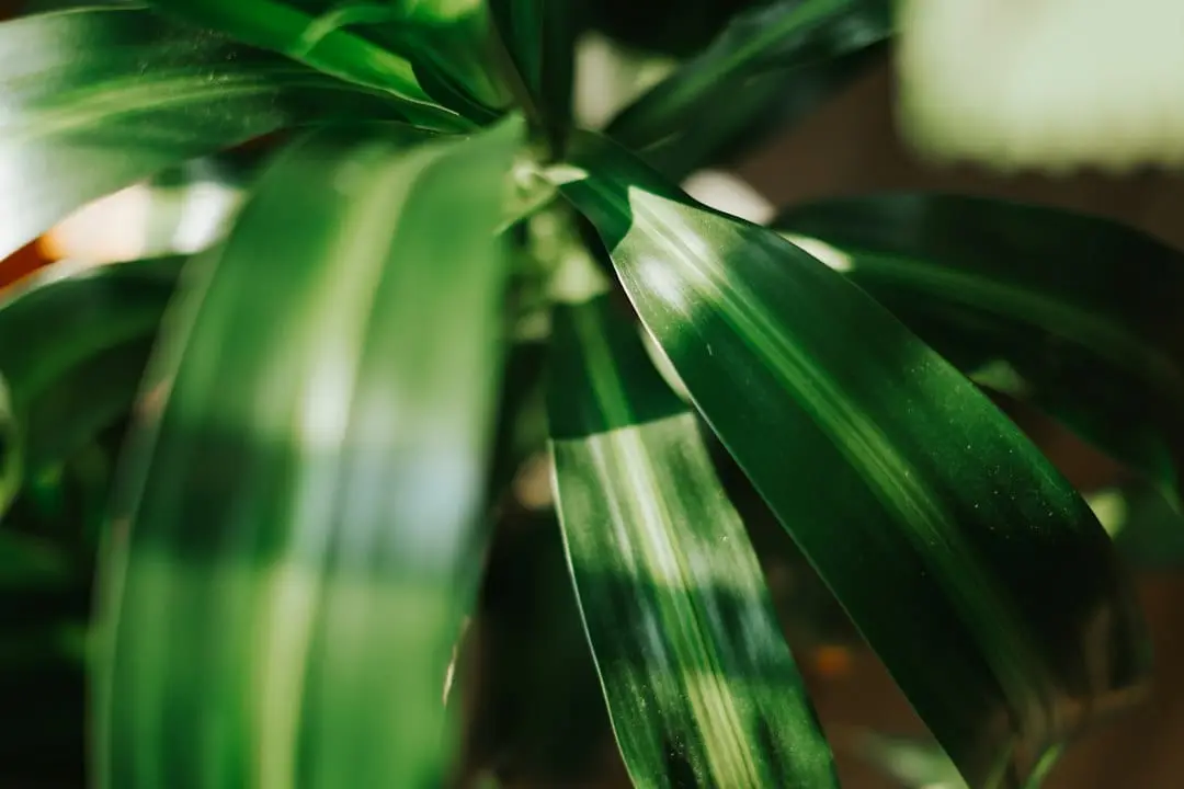 Skötsel av dracena illustration