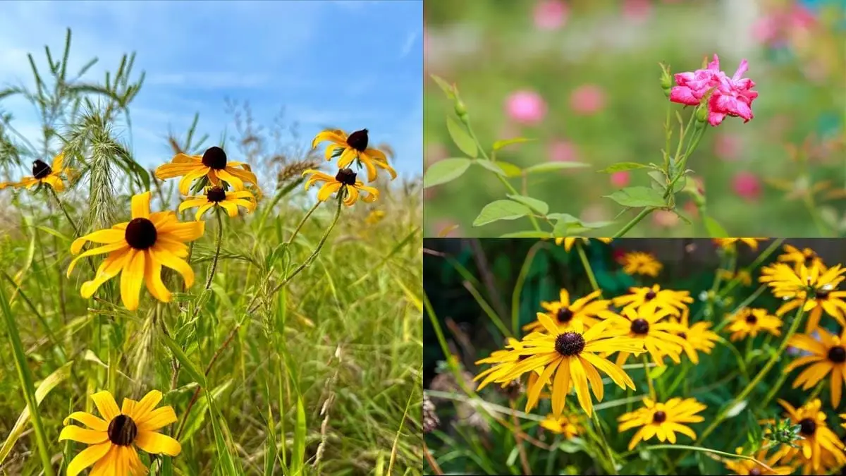 Rudbeckia perenn illustration